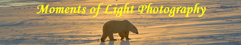 Moments of Light Photography