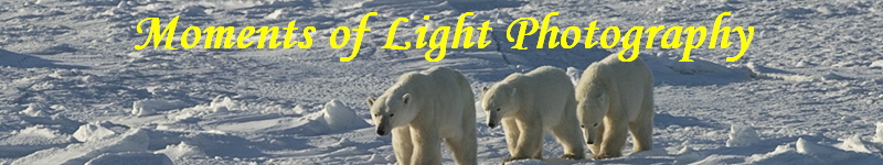 Moments of Light Photography