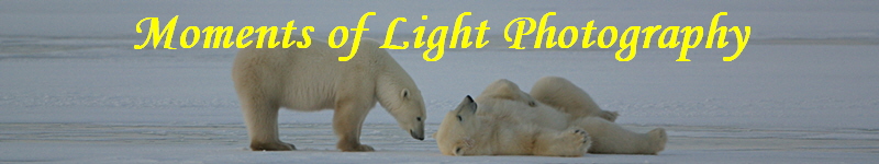 Moments of Light Photography