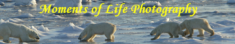 Moments of Life Photography