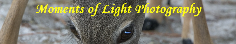 Moments of Light Photography