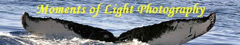 Moments of Light Photography