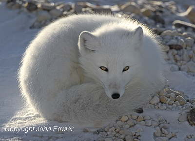 Arctic Fox 